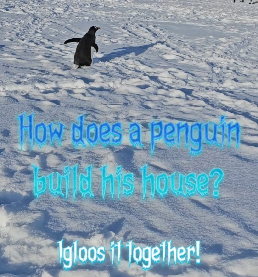 A Clumsy Penguin Video